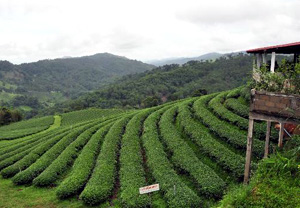 Чайная плантация северного таиланда